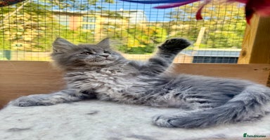 Maine Coon cats - Advert 1