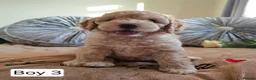 Cavapoo dogs for sale: Outstanding Cavapoo Puppies  - Advert 11