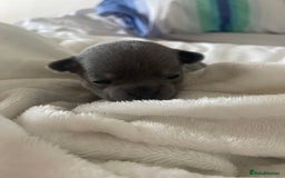 Chihuahua dogs for sale: Purebred chihuahua puppies - Image 9