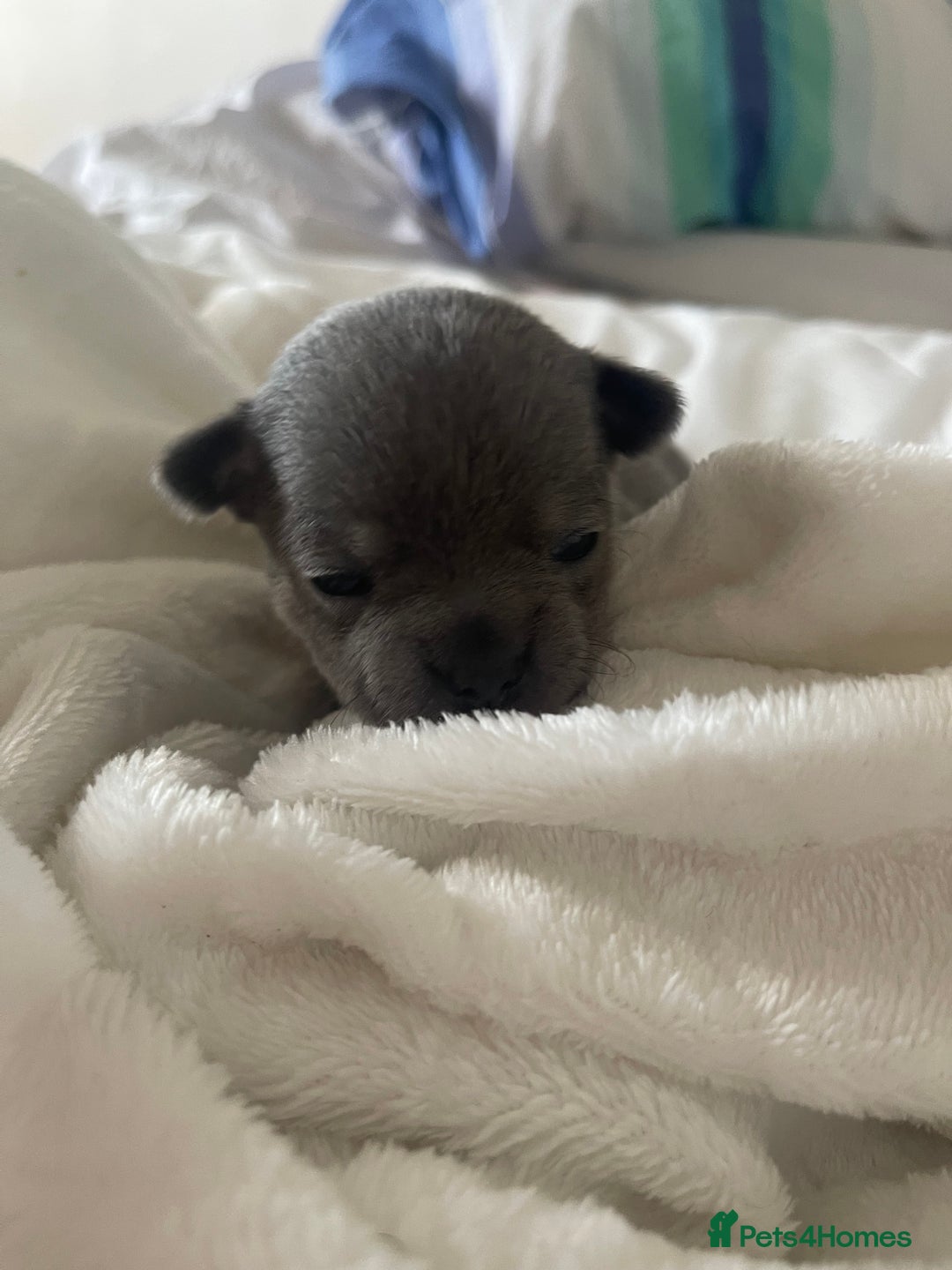 Chihuahua dogs for sale: Purebred chihuahua puppies - Image 9