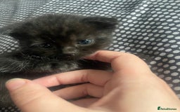 Mixed Breed cats for sale: Cutest Scottish Fold and BSH kittens  - Image 9