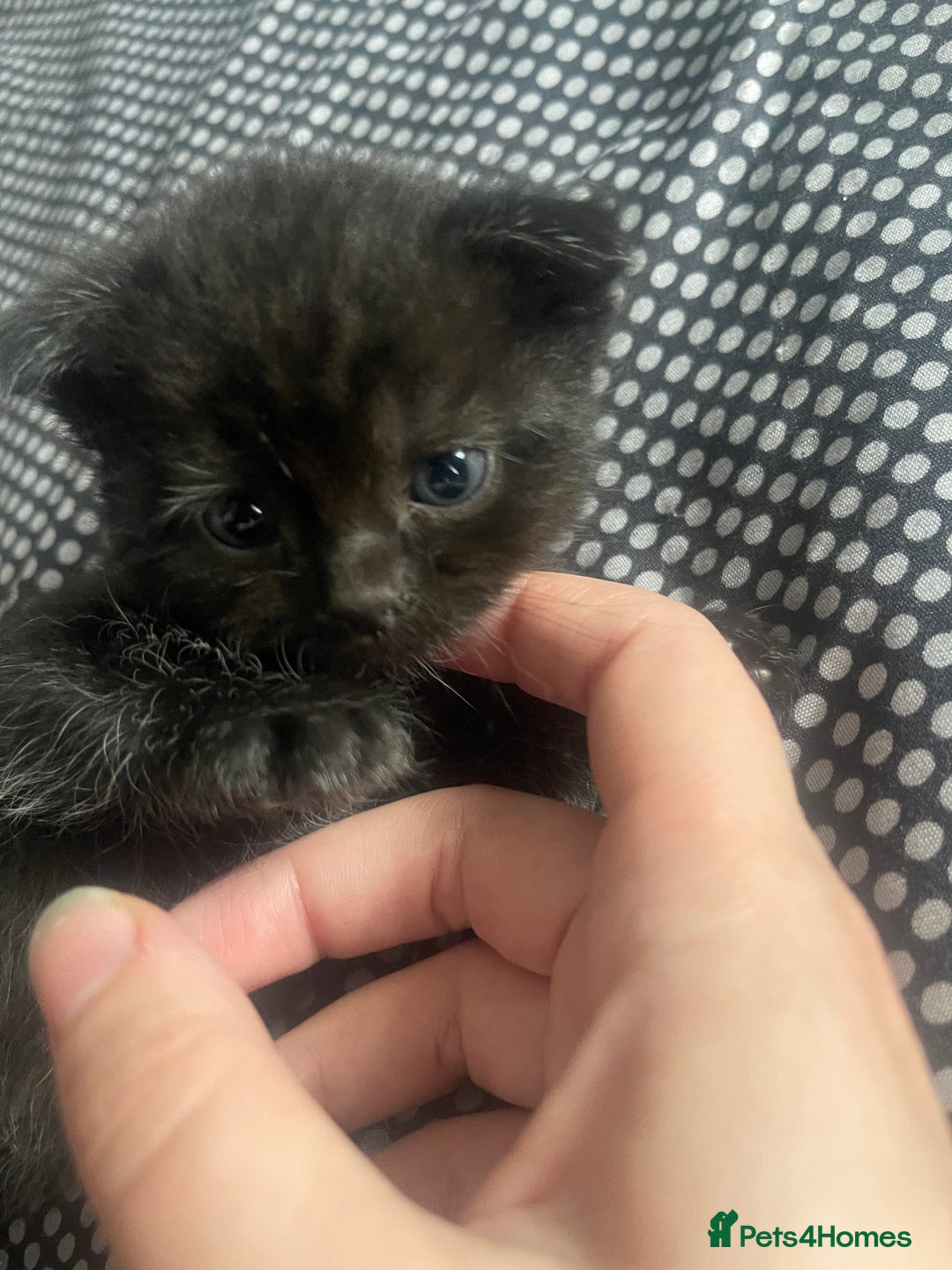 Mixed Breed cats for sale: Cutest Scottish Fold and BSH kittens  - Image 9