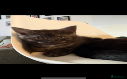 Mixed Breed cats for sale: 12 week old male mixed breed kitten for sale - Image 3