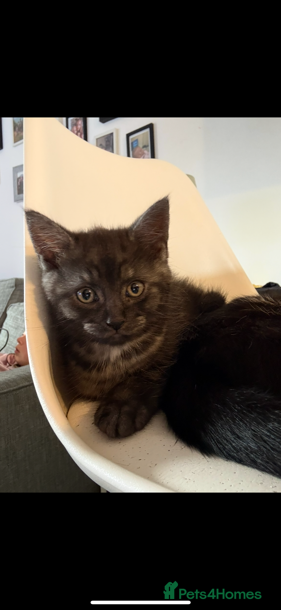 Mixed Breed cats for sale: 12 week old male mixed breed kitten for sale - Image 3