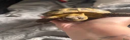 Tortoise reptiles for sale: Female tortoise  - Advert 3