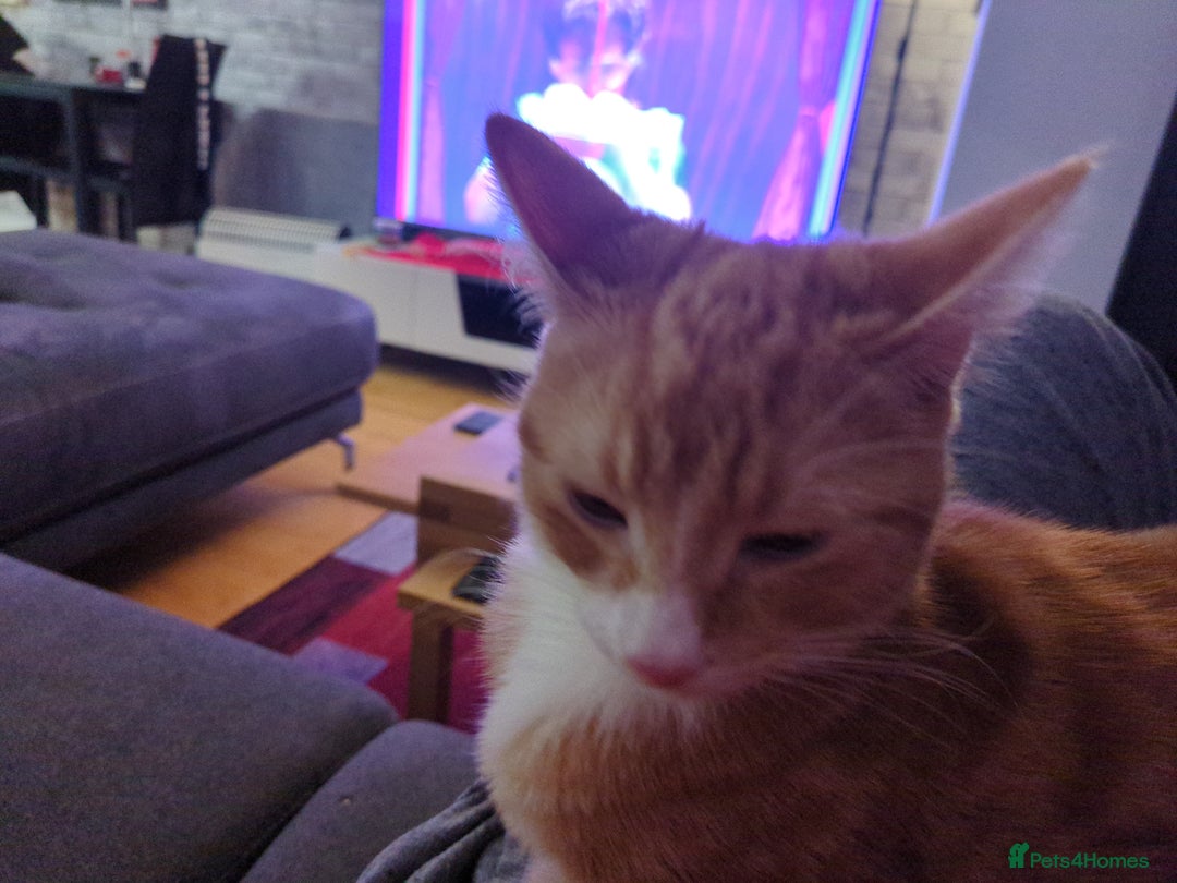 American Shorthair cats for sale: Ginger Kitten  in 4QRUK - Advert 1