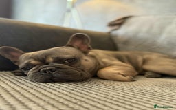 French Bulldog dogs for sale: 1yr 2month Male french bulldog - Image 1