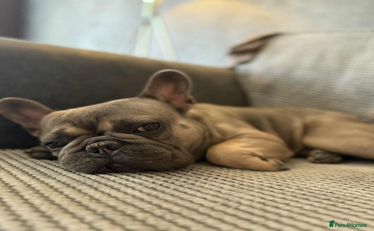 French Bulldog dogs - Advert 15