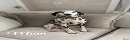 Dalmatian dogs for sale: Purebred Dalmatian puppies for sale  - Advert 2