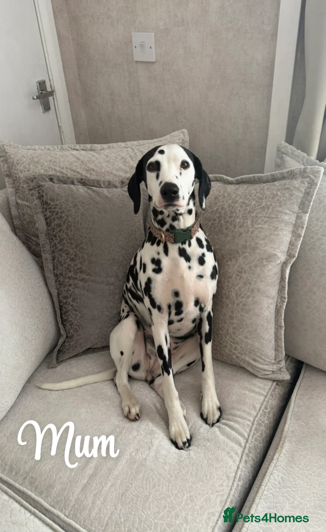 Dalmatian dogs for sale: Purebred Dalmatian puppies for sale  - Advert 2