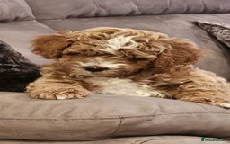 Mixed Breed dogs for sale: Gorgeous puppies for sale - Advert 2