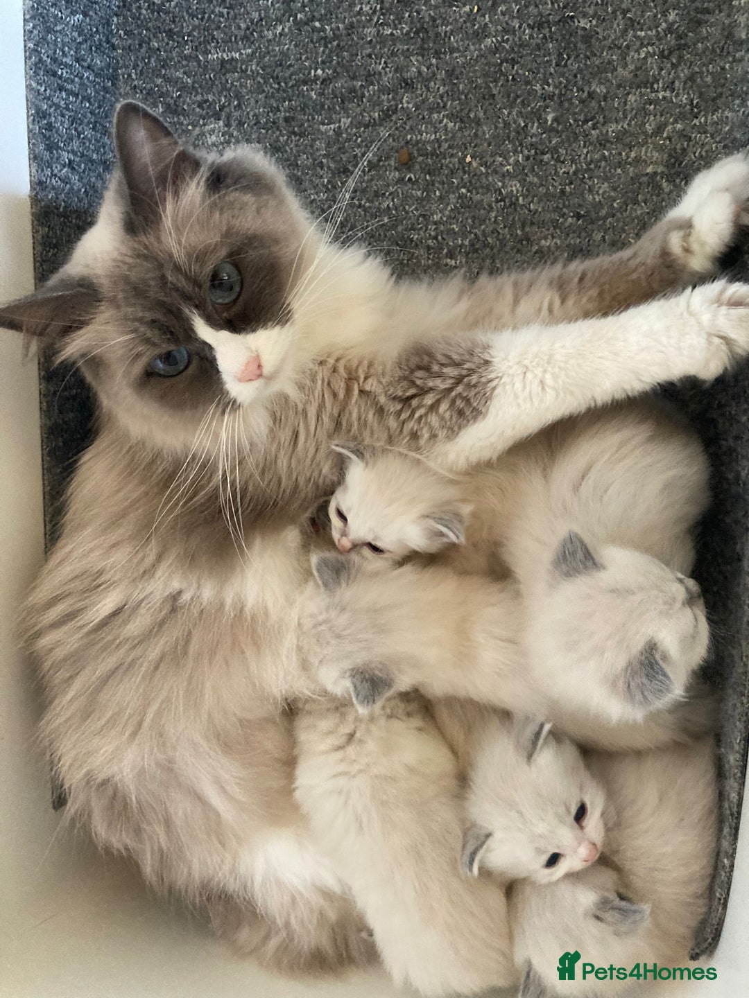Siberian cats for sale: Registered Neva Masquerade Siberian kittens  - Image 1