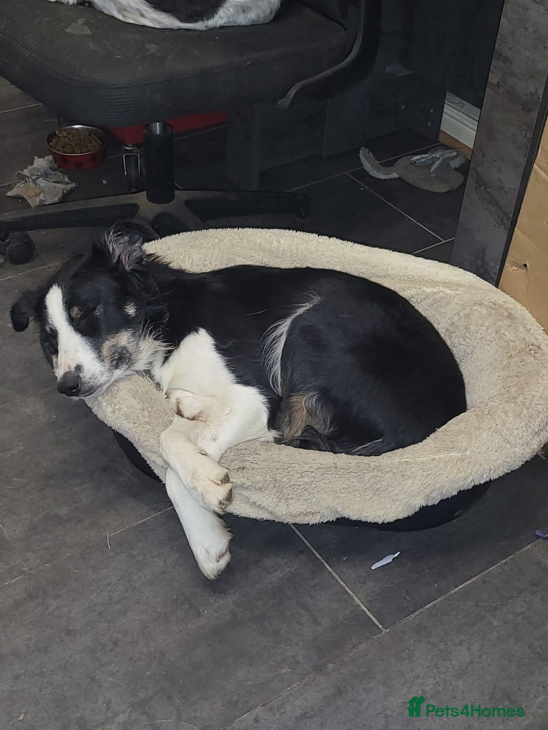 Border Collie dogs for adoption: ❤️Millie fabulous  18-month-old Border Collie ❤️ - Advert 17