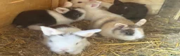 Lionhead rabbits for sale: Various colour lion head bunnies  - Advert 5