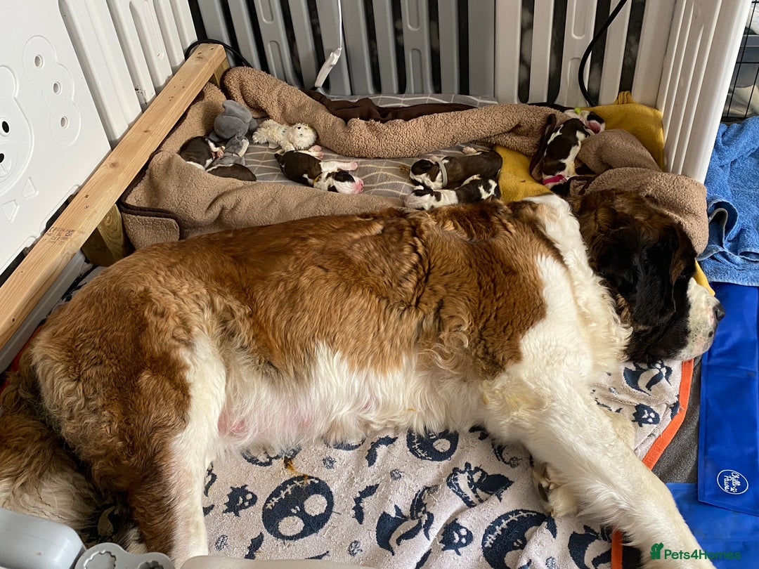 Saint Bernard dogs for sale: Gorgeous Saint Bernard puppies looking for homes - Image 5