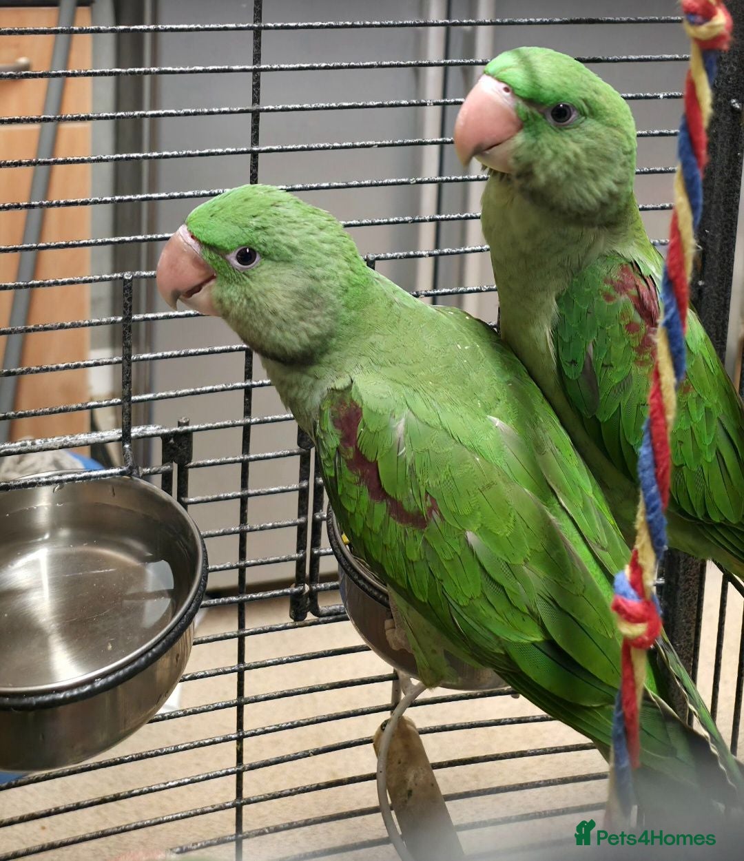 Parakeets birds Hand-Reared Baby Alexanderine Ready Now  - Advert 18