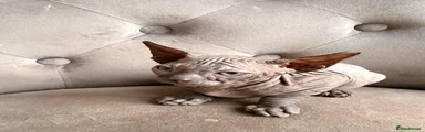 Sphynx 3