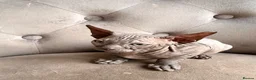 Sphynx cats for sale: 🐾 Beautiful Sphynx Kittens – Ready to Leave Now - Advert 12
