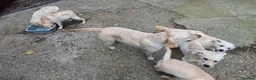 Labrador Retriever dogs for sale: KC reg, robust Labrador puppies. Fully inocs. - Advert 11