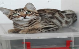 Bengal cats for sale: STUNNING GLITTER PELTED TICA REG BENGAL KITTENS - Image 2