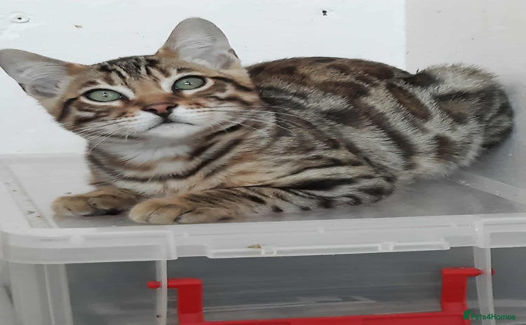 Bengal cats - Advert 4