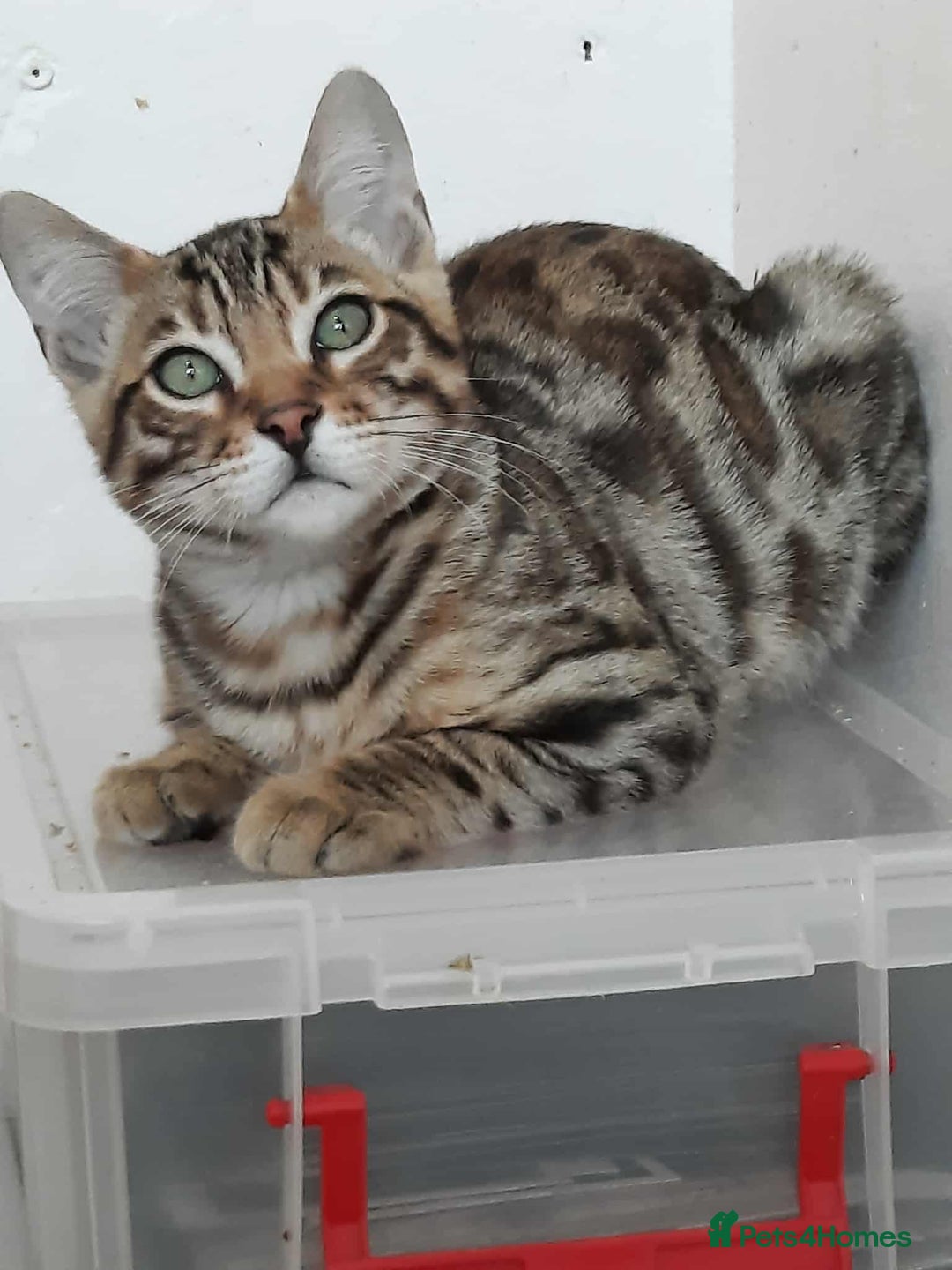 Bengal cats for sale: STUNNING GLITTER PELTED TICA REG BENGAL KITTENS - Image 2