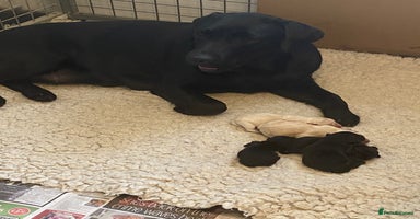 Labrador Retriever dogs - Advert 11