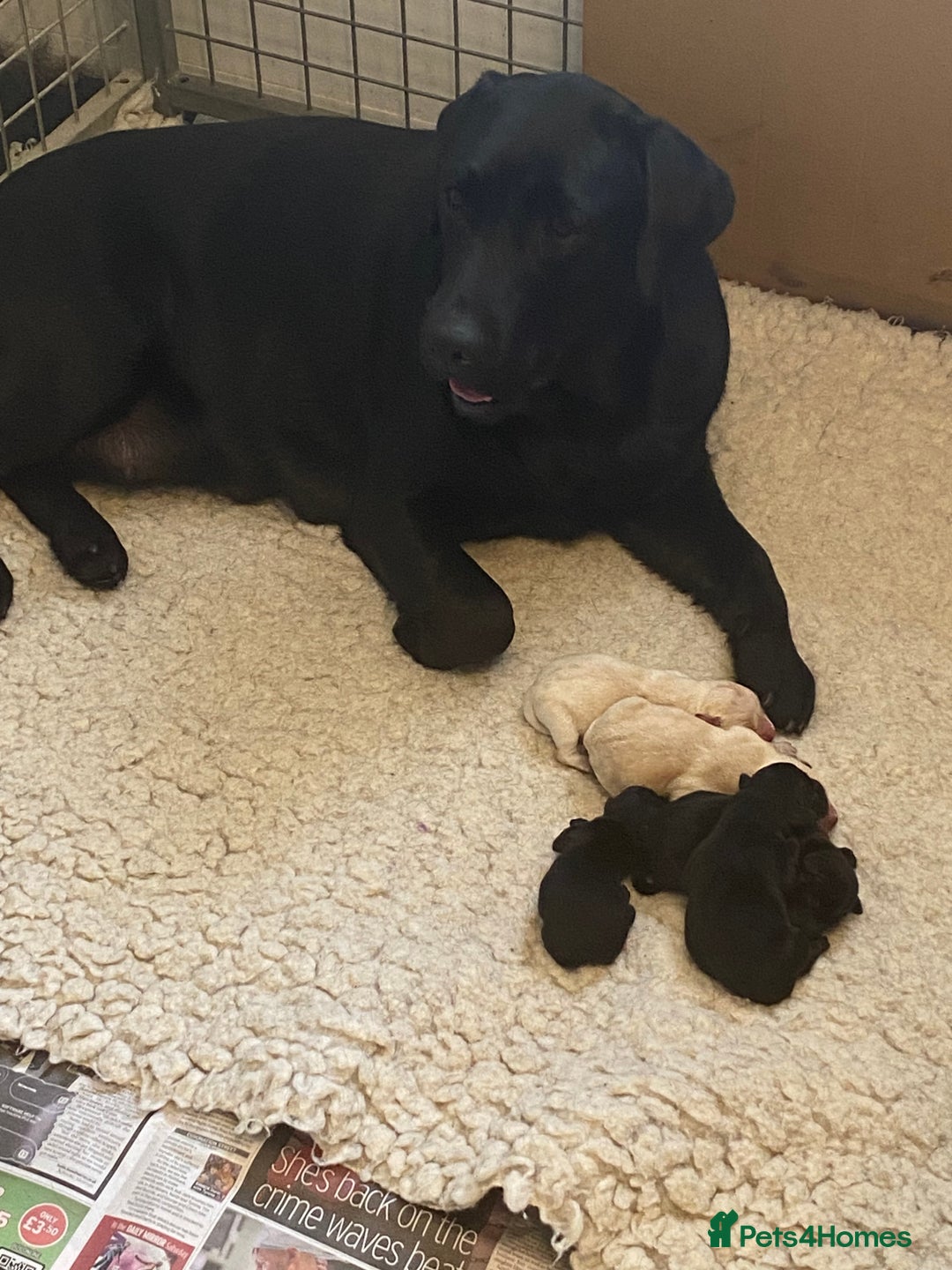 Labrador Retriever dogs for sale: Chunky black bitch health tested show parents - Image 2