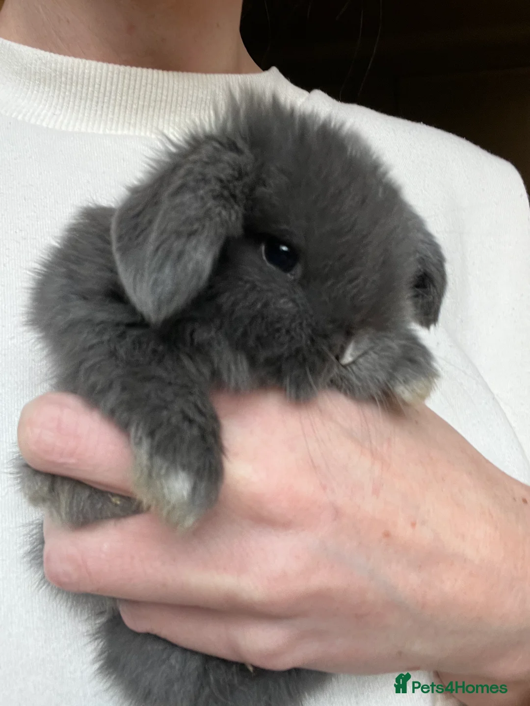Mini Lop rabbits for sale: Minilop babies available  - Advert 3