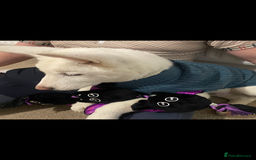 Japanese Akita Inu dogs for sale: Male pup  - Image 2