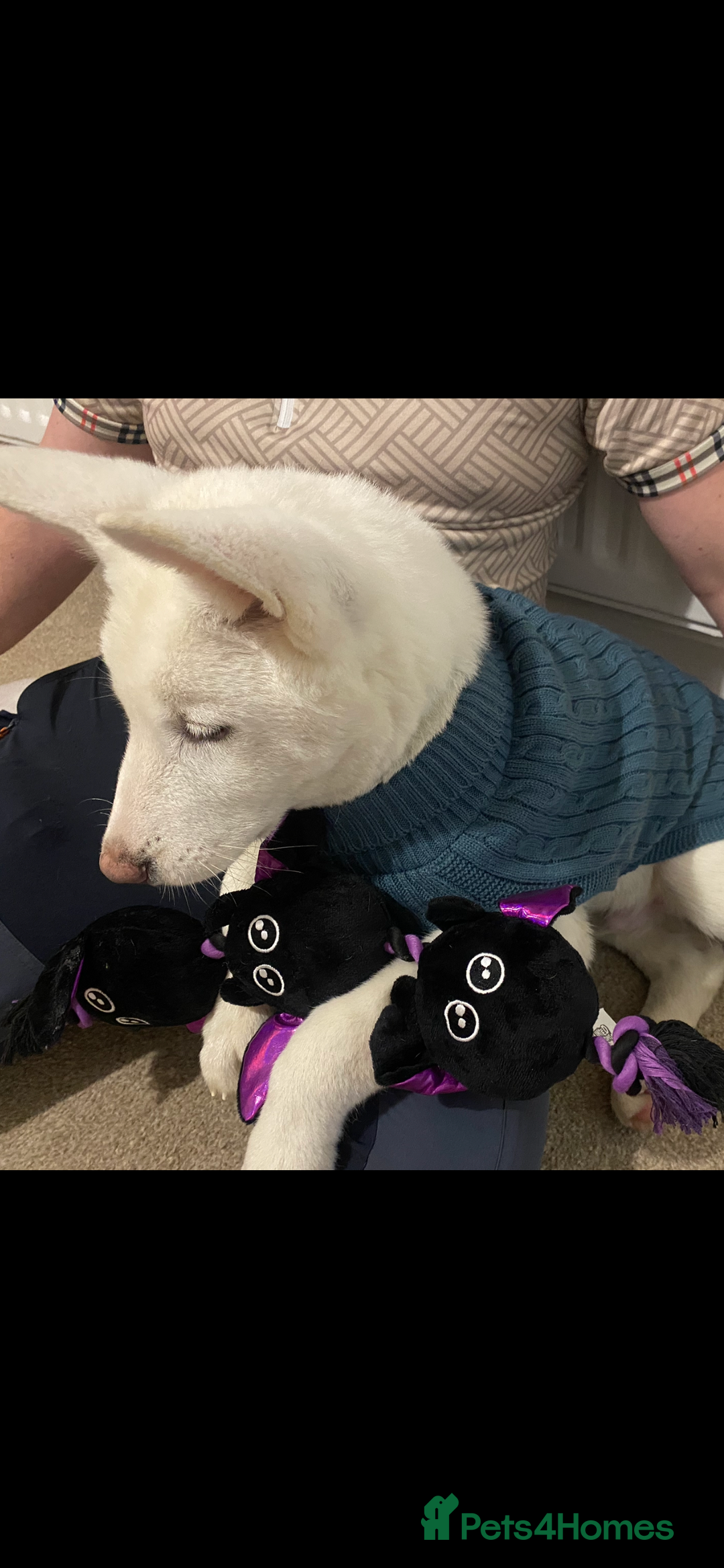 Japanese Akita Inu dogs for sale: Male pup  - Image 2