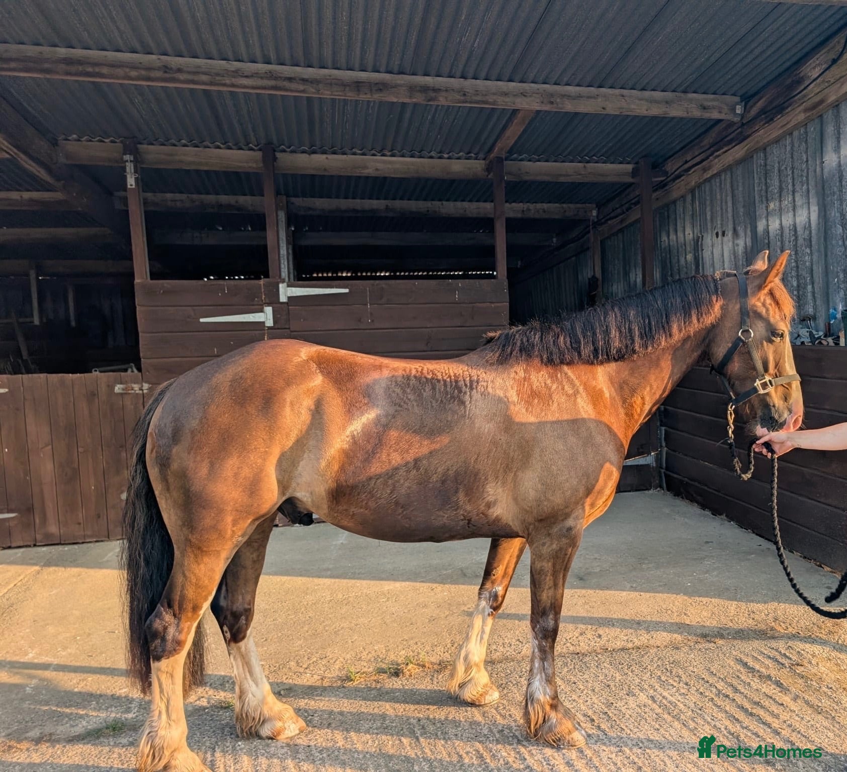 Welsh Section D horses Artful Dodger | 14’2/3 hh | 6 yr old | Welsh - Advert 1