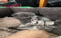 Mixed Breed cats for sale: Half mine coon half British  - Image 12