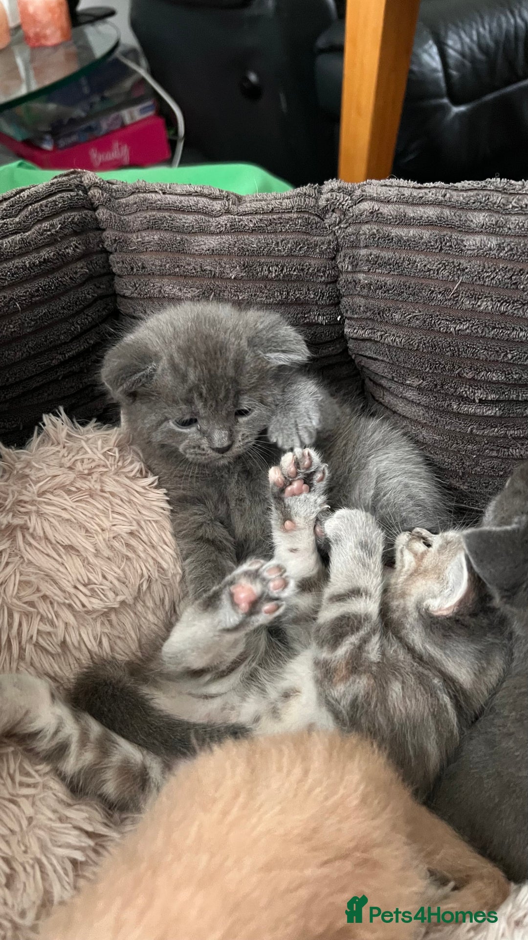 Mixed Breed cats for sale: Half mine coon half British  - Image 12