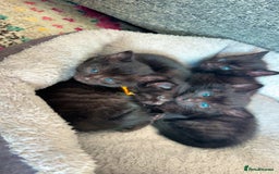 Mixed Breed cats for sale: 3 Black Ghost Tabby Kittens - Image 9