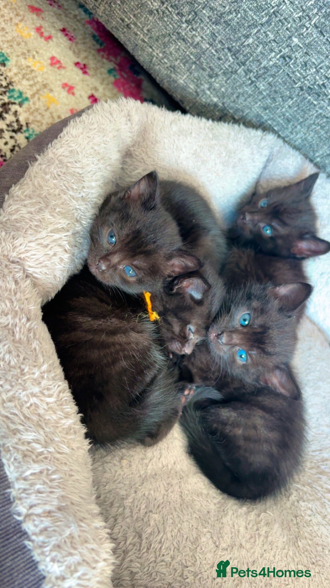 Mixed Breed cats for sale: 3 Black Ghost Tabby Kittens - Image 9