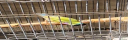 Finches birds for sale: Gouldian Pair - Advert 4