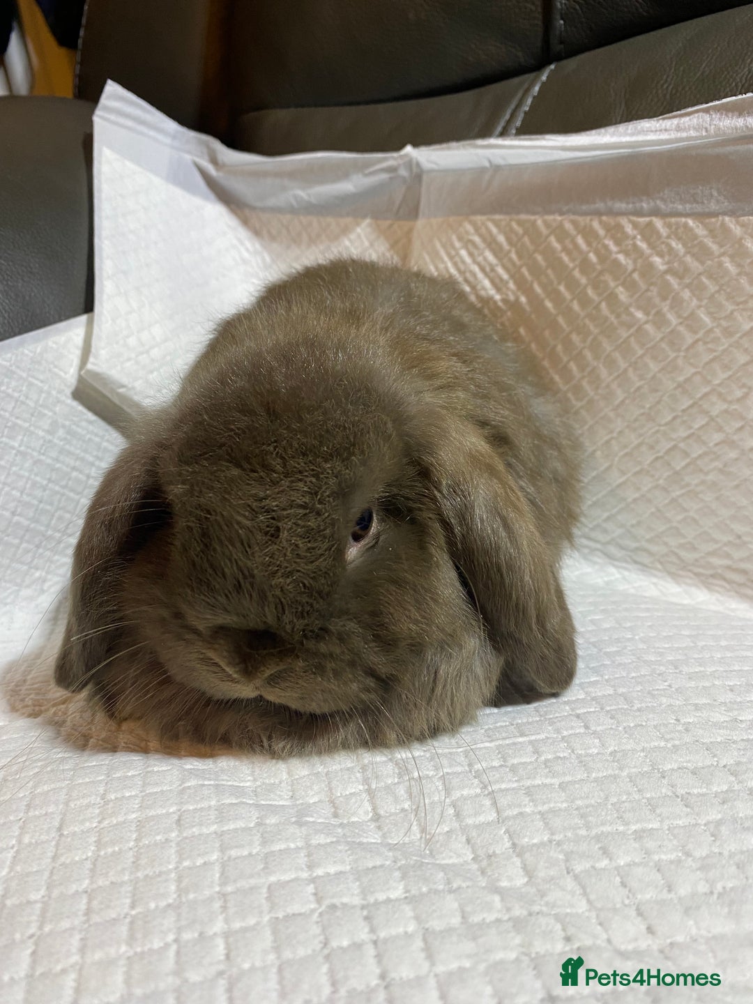 Mini Lop rabbits for sale: Mini lop litter- unusual colours. - Advert 2