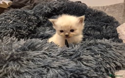 Ragdoll cats for sale: ragdoll kittens for sale - Image 6