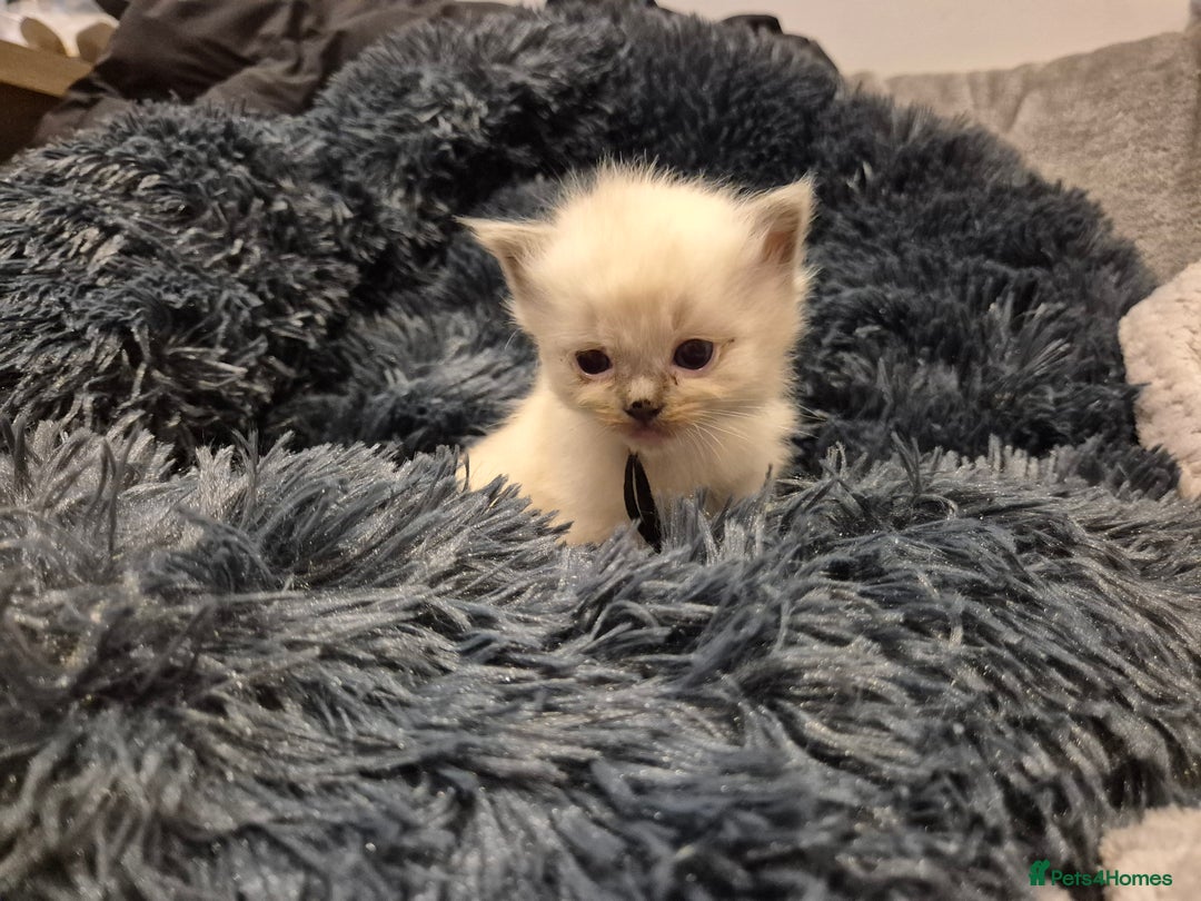 Ragdoll cats for sale: ragdoll kittens for sale - Image 6