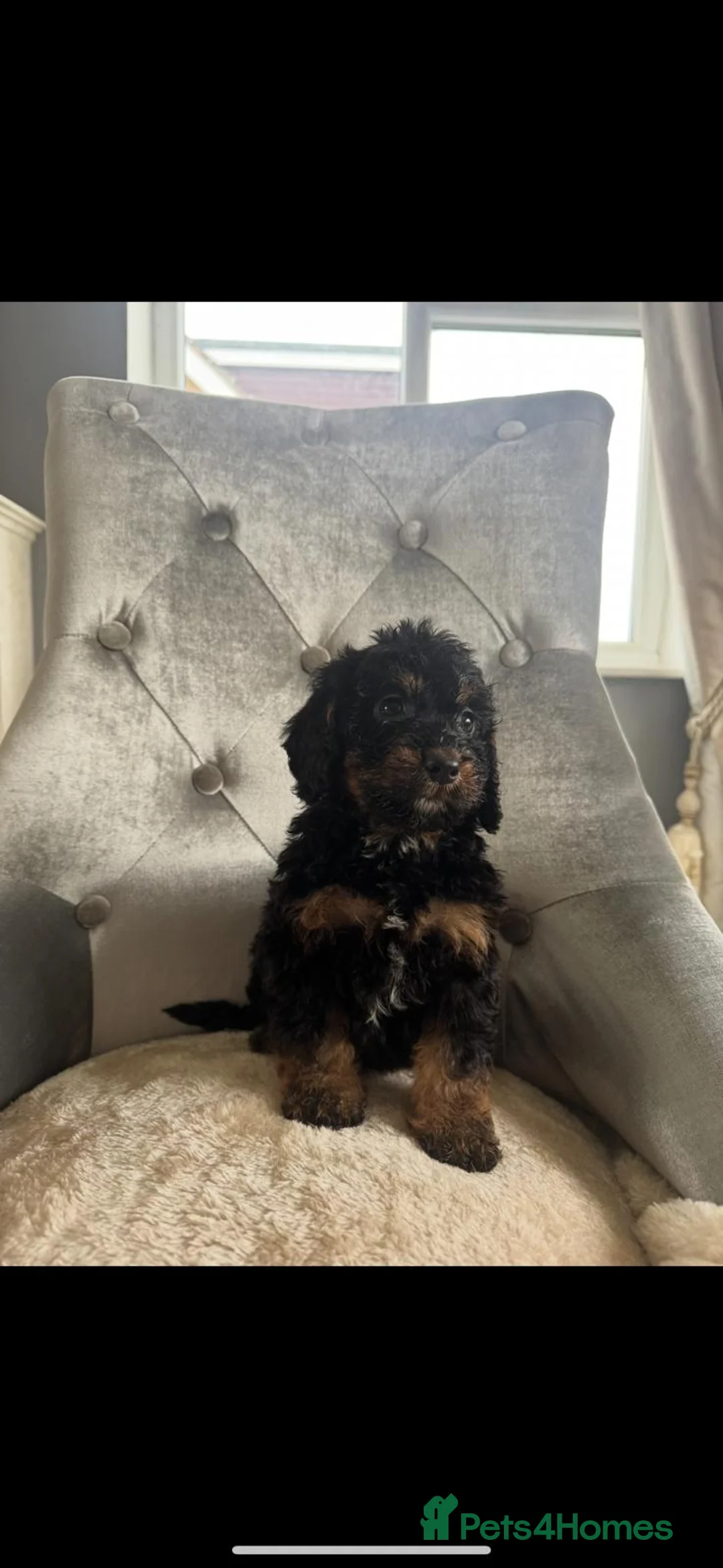 Cockapoo dogs for sale: F1 cockapoo puppies  - Advert 16