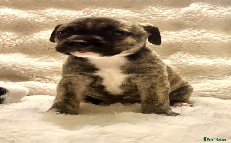 Mixed Breed dogs - Advert 1