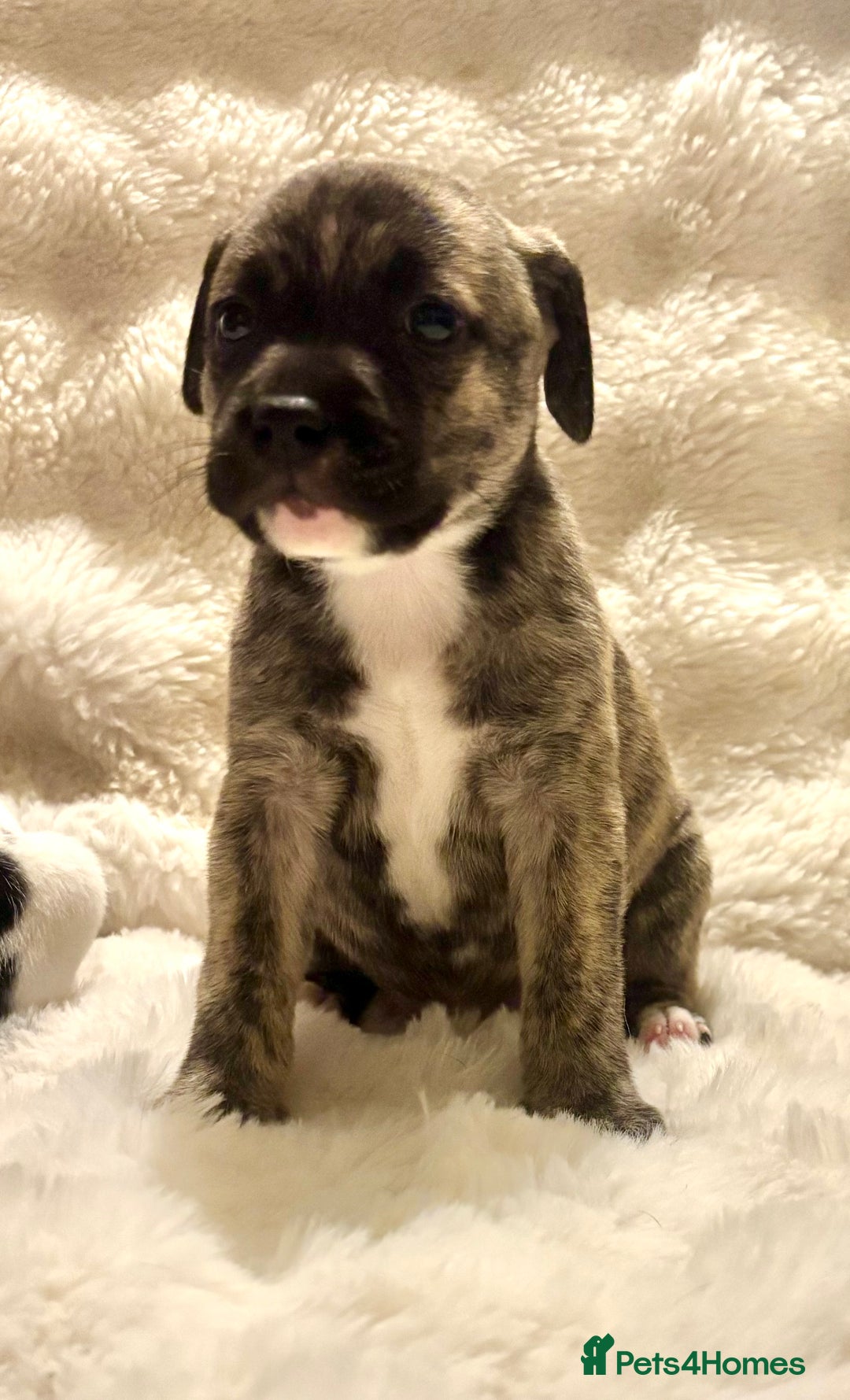 Mixed Breed dogs for sale: Staffy cross Cane corso  - Image 1