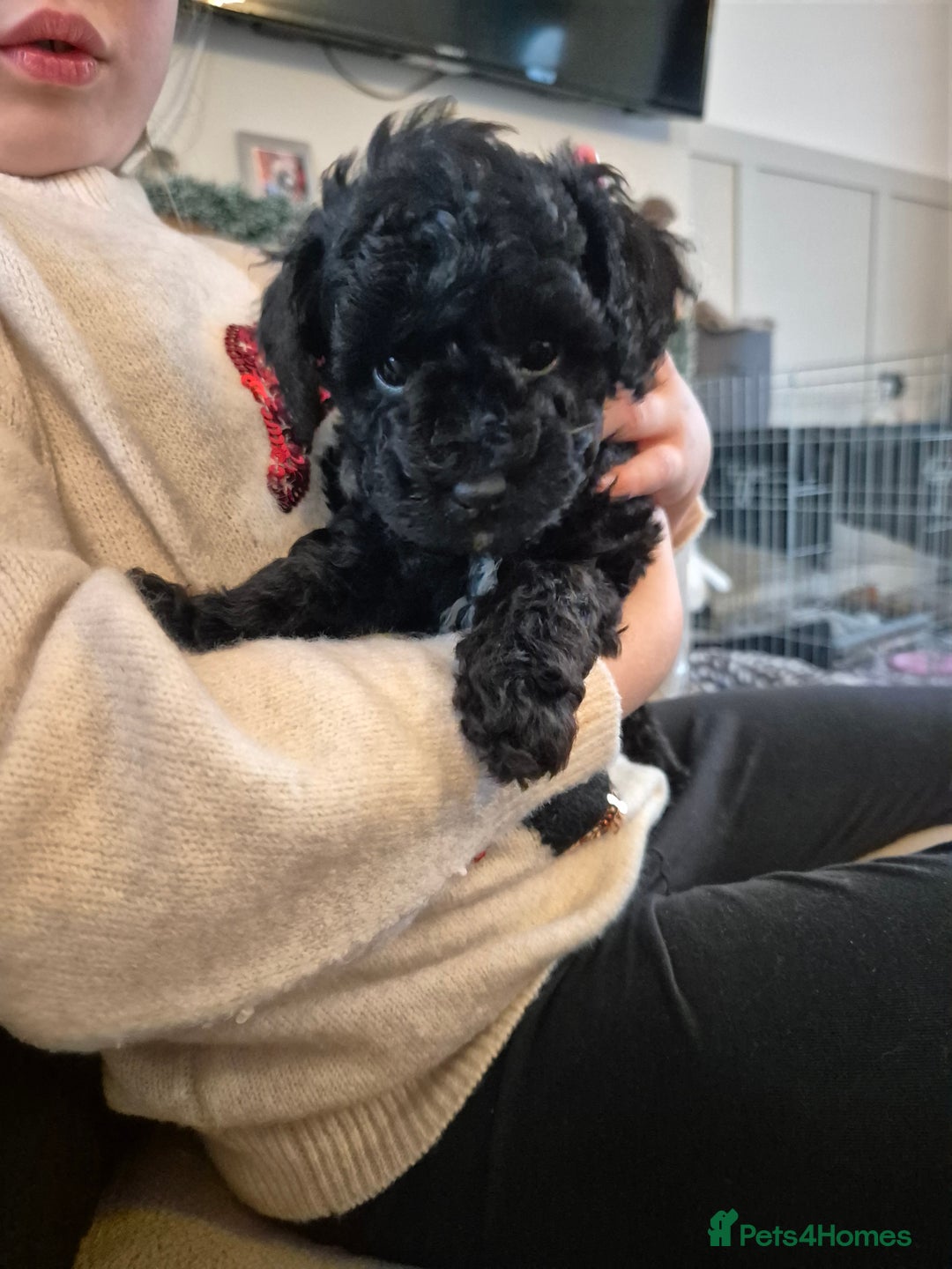Miniature Poodle dogs for sale: All have been reserved! miniature poodle left - Advert 13