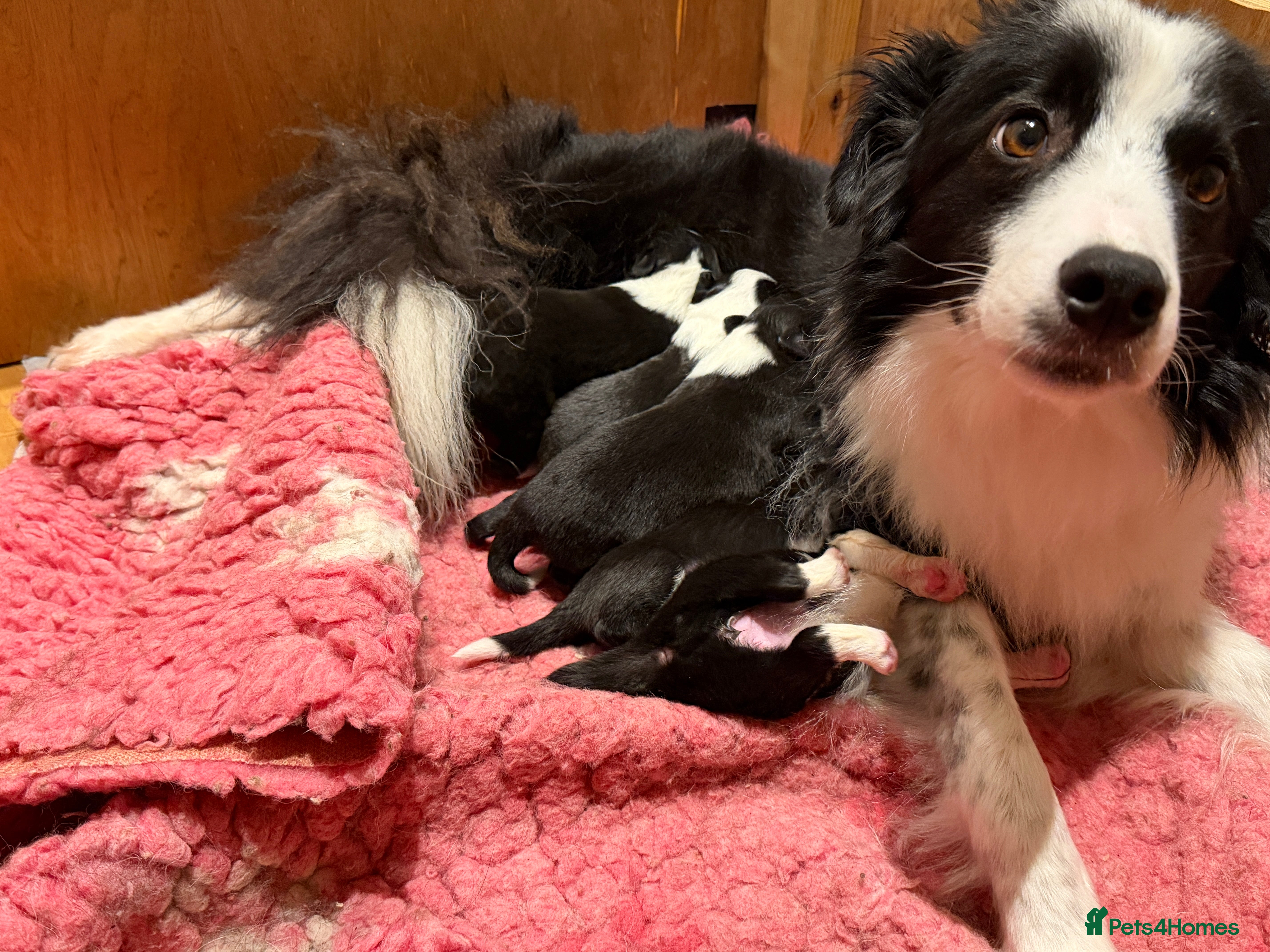 Border Collie dogs Beautiful litter of Border Collies - Advert 1