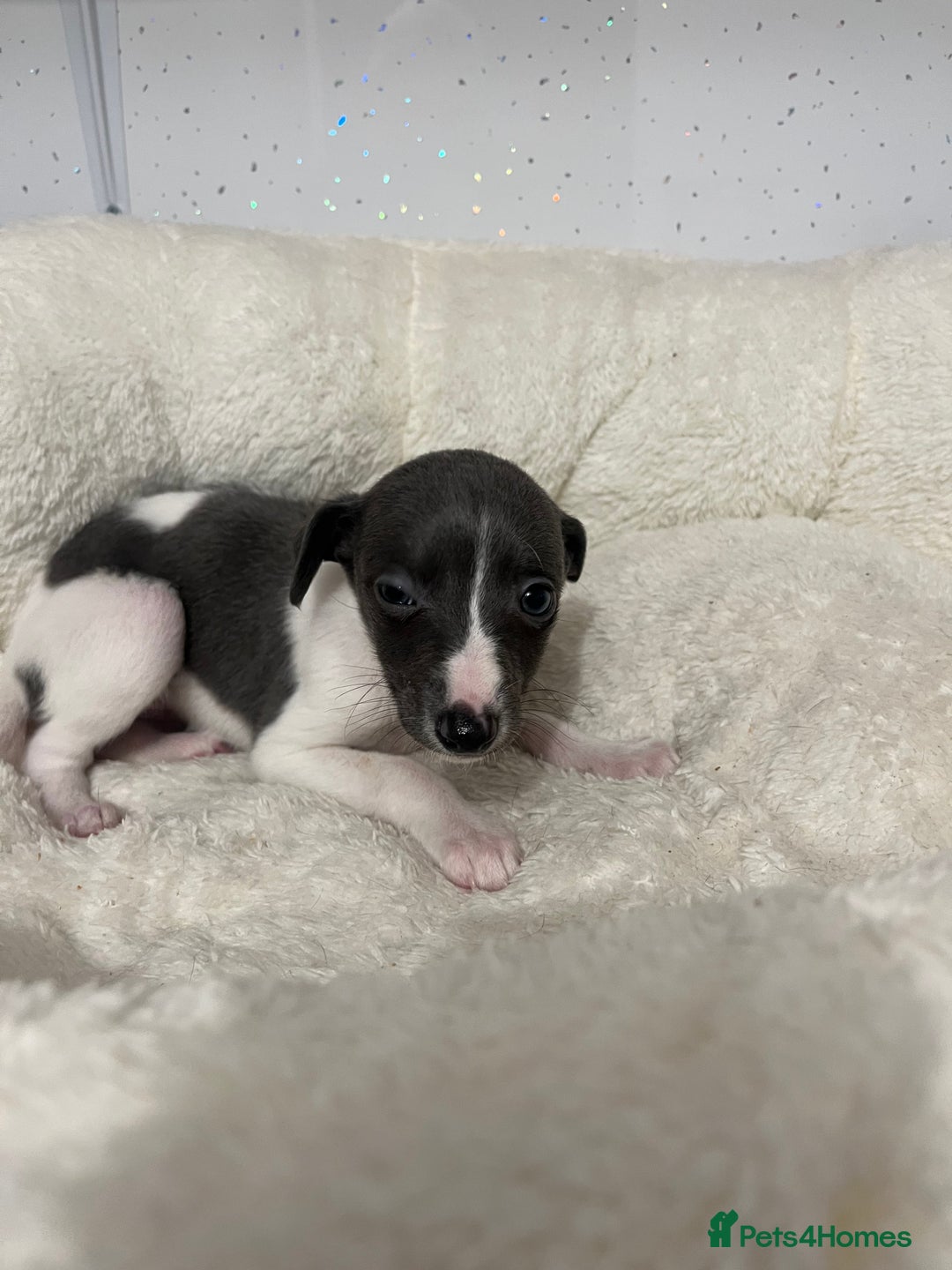 Whippet dogs for sale: Whippet  - Advert 2