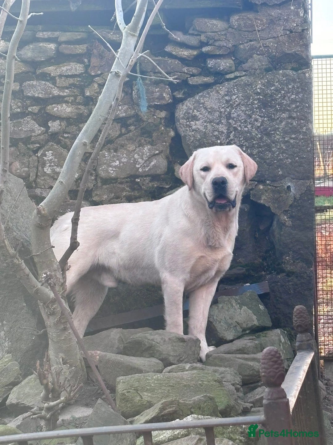 Labrador Retriever dogs for sale:  Kc reg Show type labrador puppies  - Advert 11