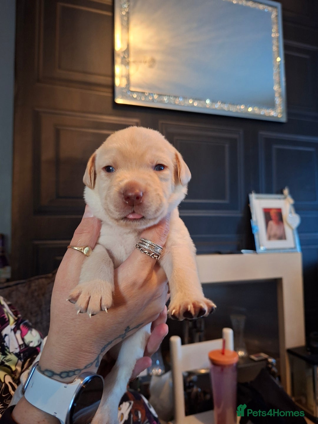 Labrador Retriever dogs for sale: Labrador puppies - Image 9