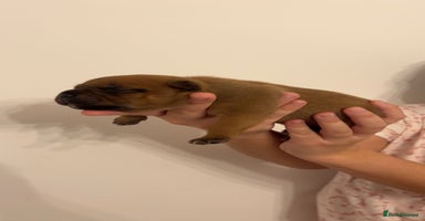 Staffordshire Bull Terrier dogs - Advert 12