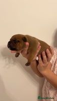 Staffordshire Bull Terrier dogs - Advert 3